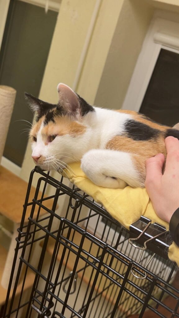 A young calico cat is lounging on top of a cage with her paws curled up cutely. A person is rubbing her.