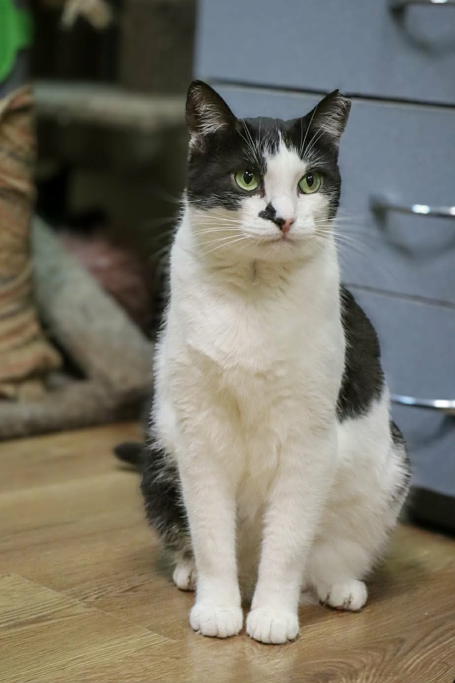 A black and white cat is sitting on a wooden floor and staring at something. He has a spot next to his nose