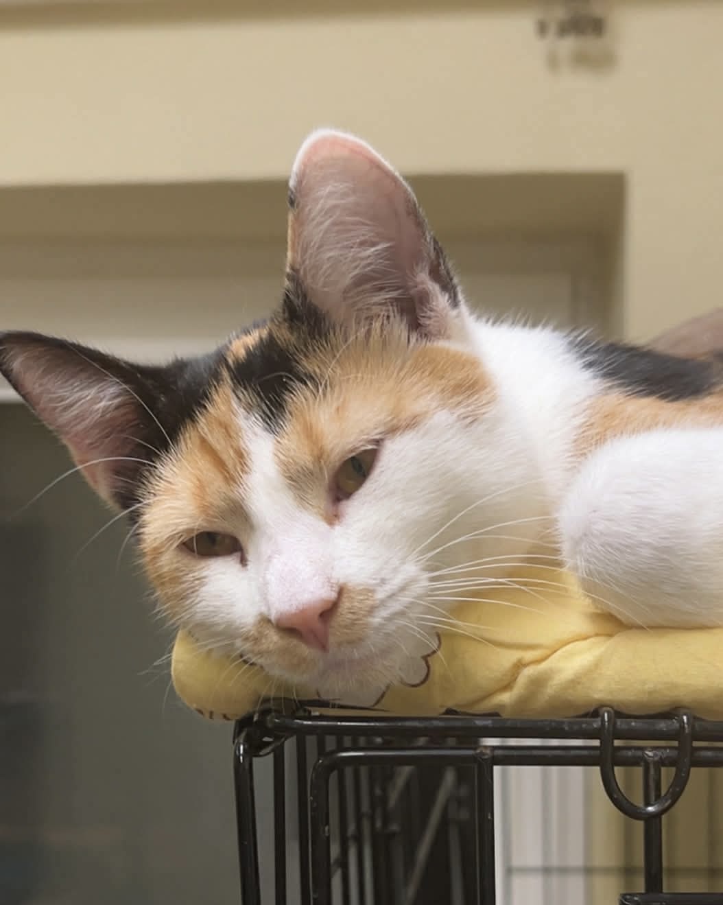 A young calico cat is lounging on top of a cage with her paws curled up cutely