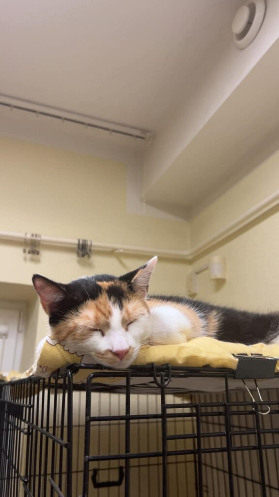 A young calico cat is sleeping on top of a cage 