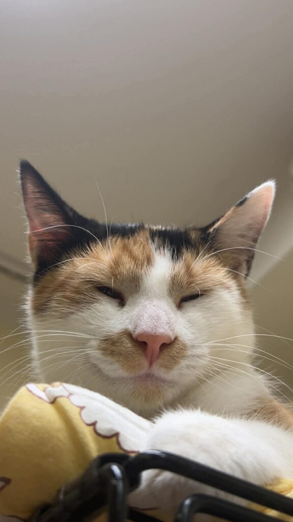 A young calico cat is lounging on top of a cage with her paws curled up in front of her