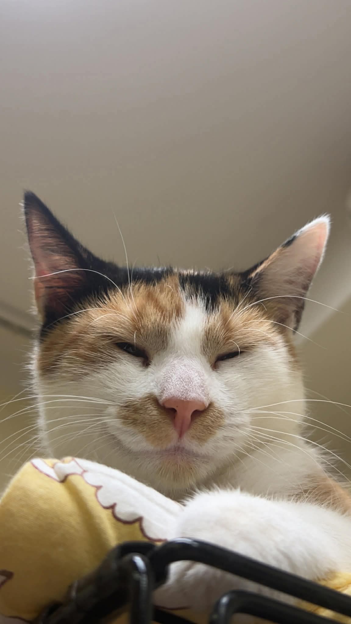 A young calico cat is lounging on top of a cage with her paws curled up in front of her