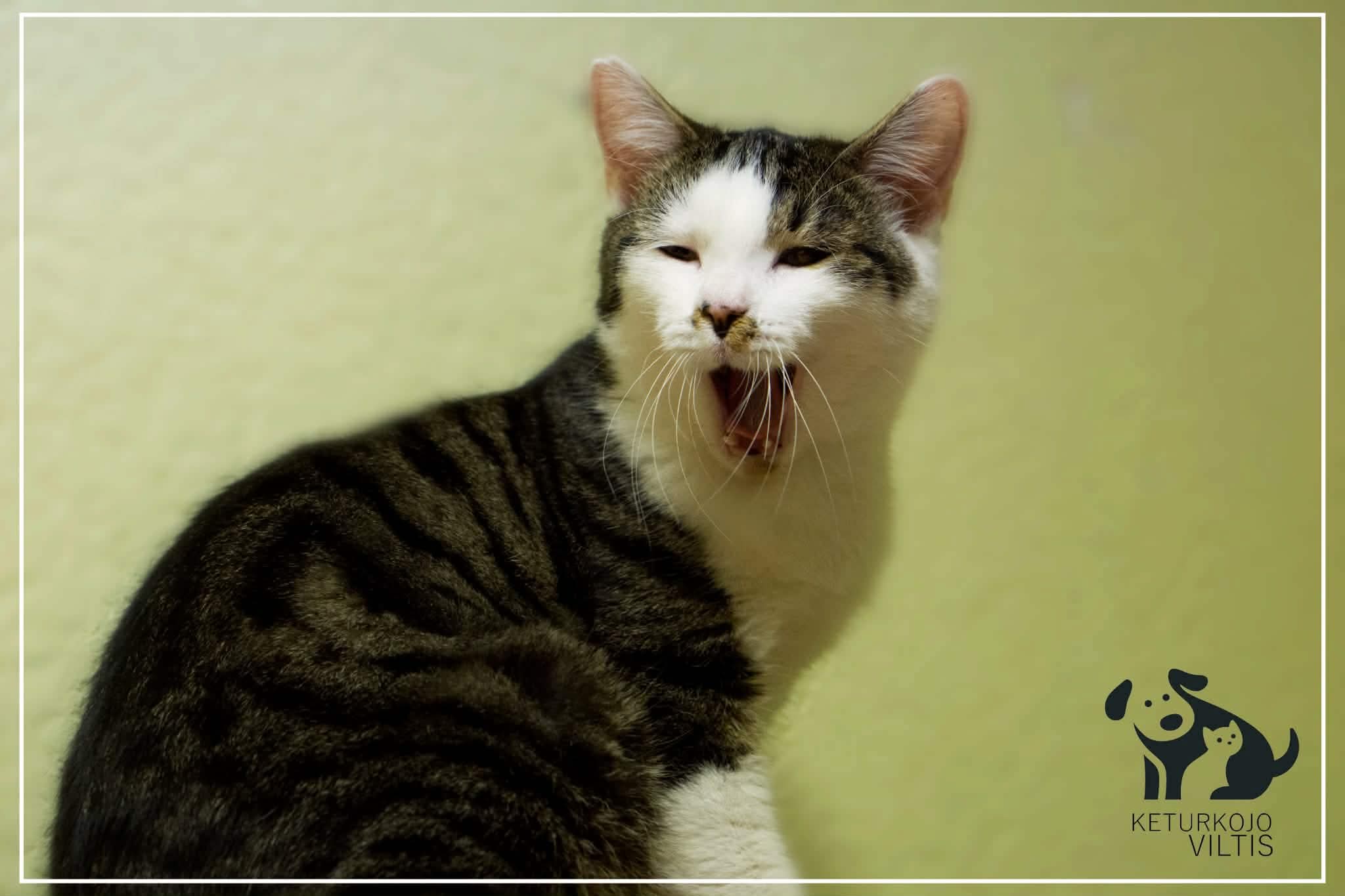 A gray and white tabby cat is sitting on the floor and yawning. His body is tabby but his head is white and tabby