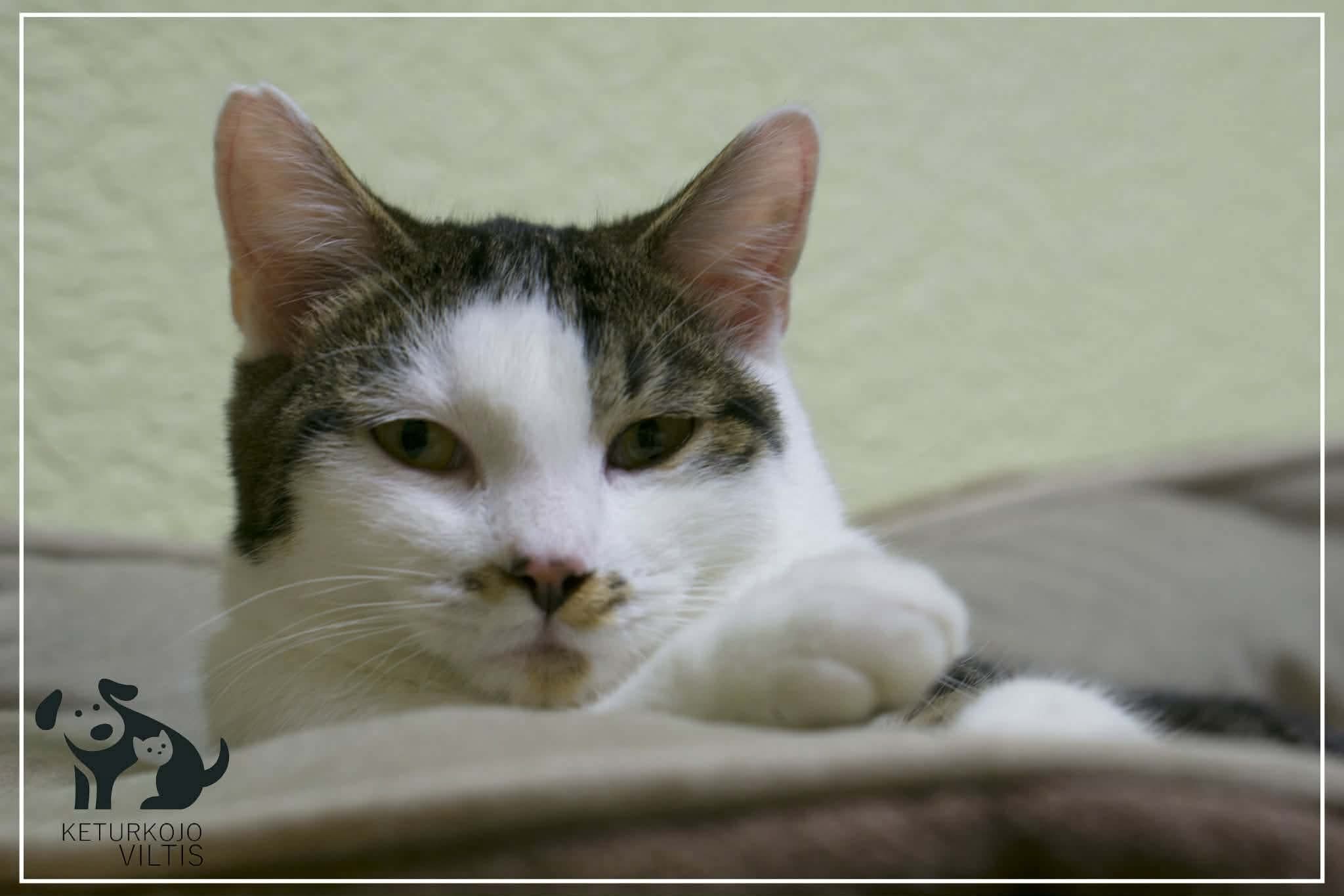 A gray and white tabby cat is laying in a cat bed