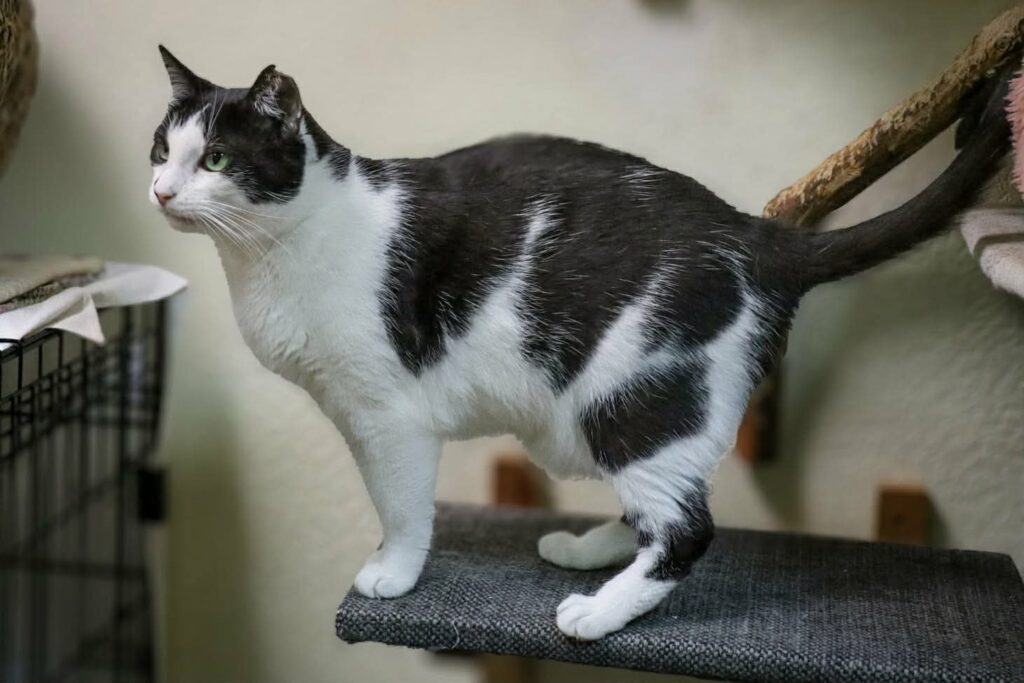 A black and white cat is standing on a cat tree like he wants to jump off.