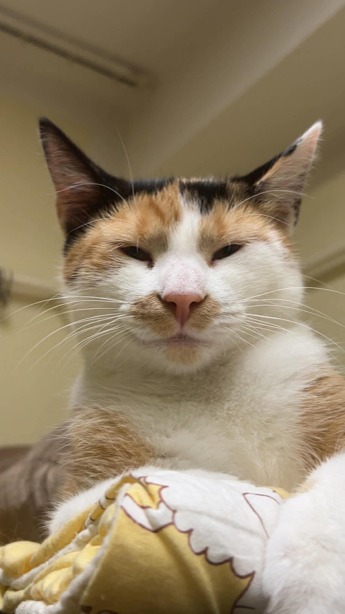 A young calico cat is lounging on top of a cage with one paw hanging off the cage