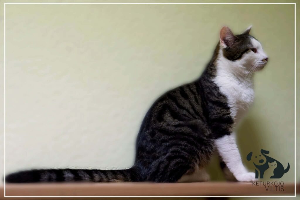 A gray and white tabby cat is sitting on the floor and staring into the middle distance. He has a long tail