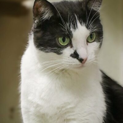 A black and white cat is staring at something off camera