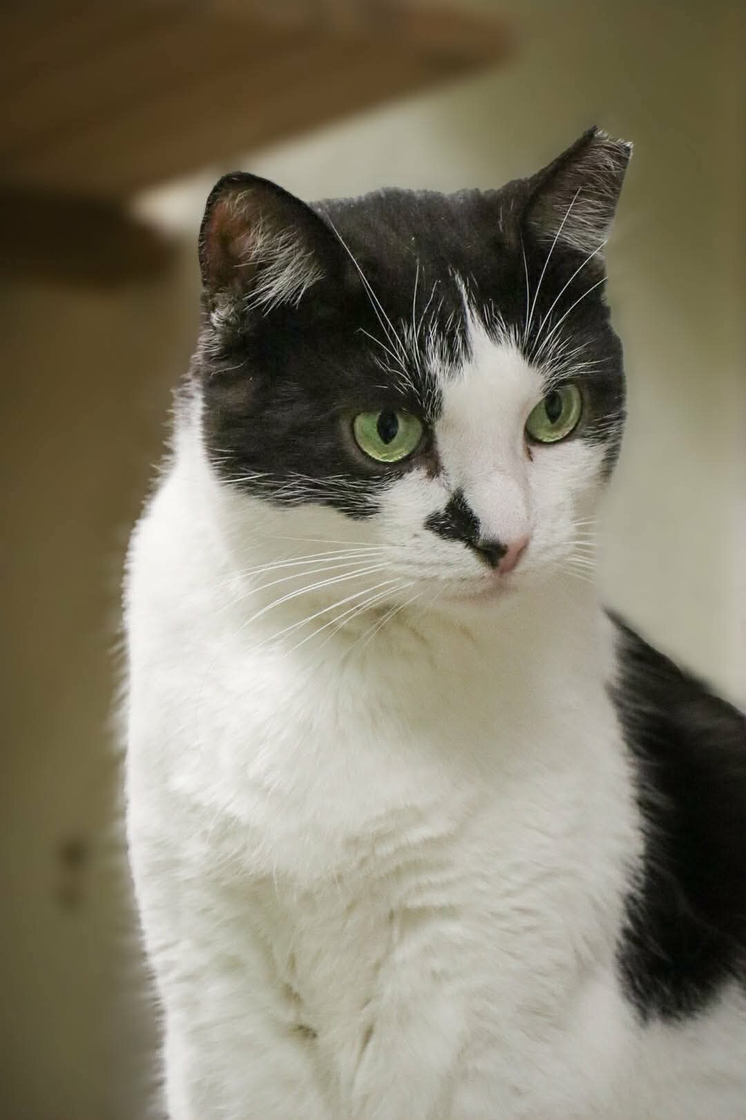 A black and white cat is staring at something off camera