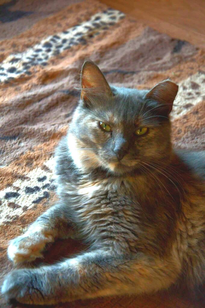 A gray long-haired cat is