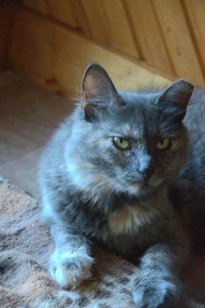 A gray long-haired cat is laying on a carpet