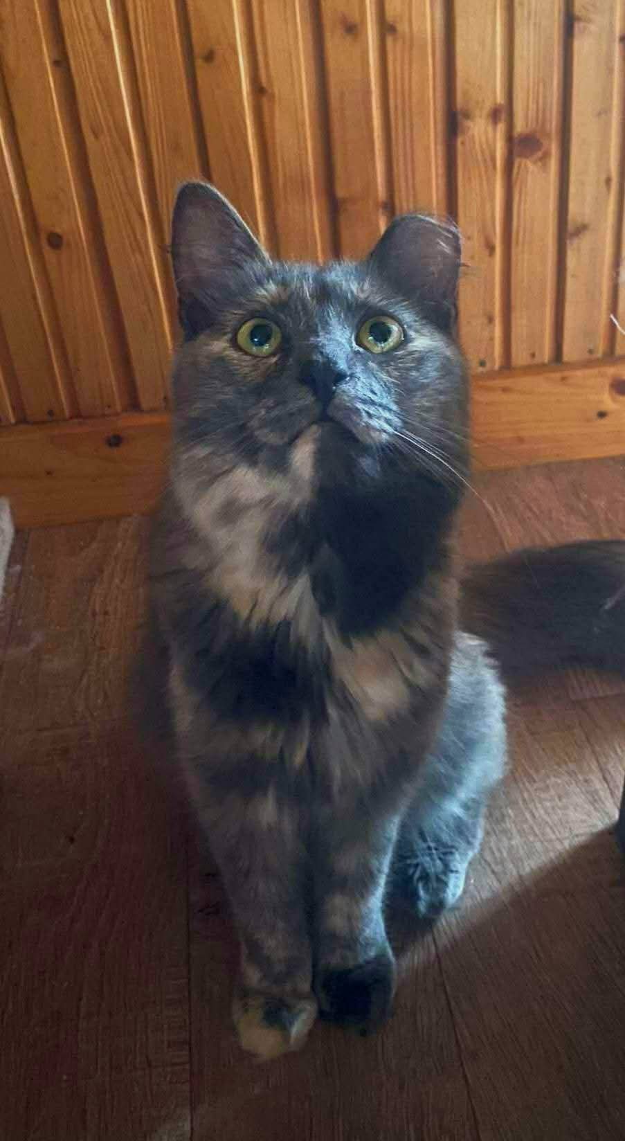 A gray long-haired cat is sitting on the floor and looking up
