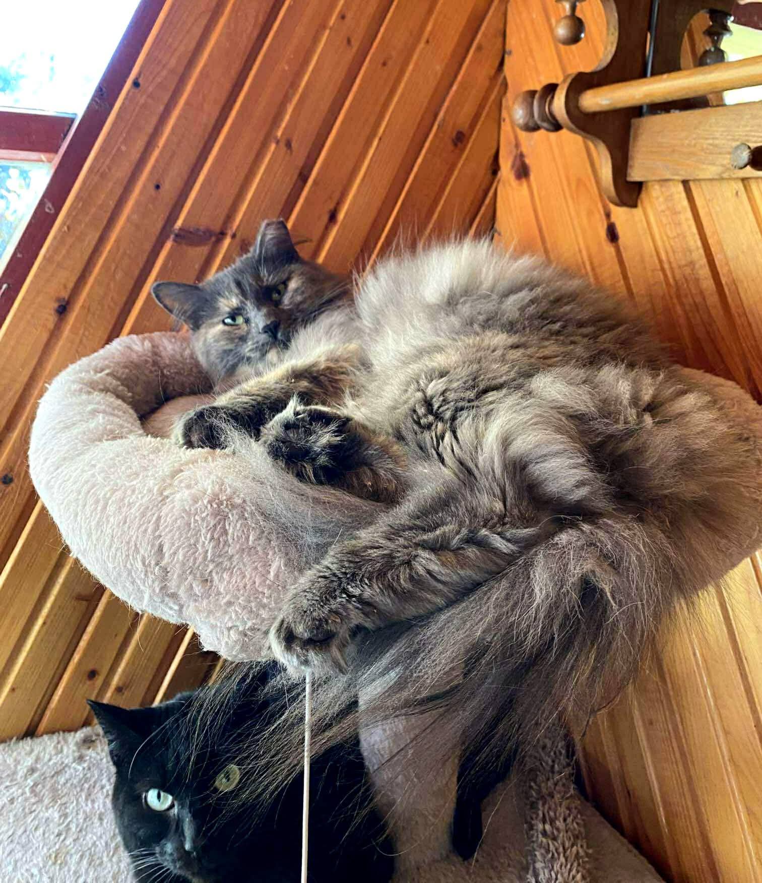 A gray long-haired cat is lounging on top of a cat tree. A black cat is sitting below her