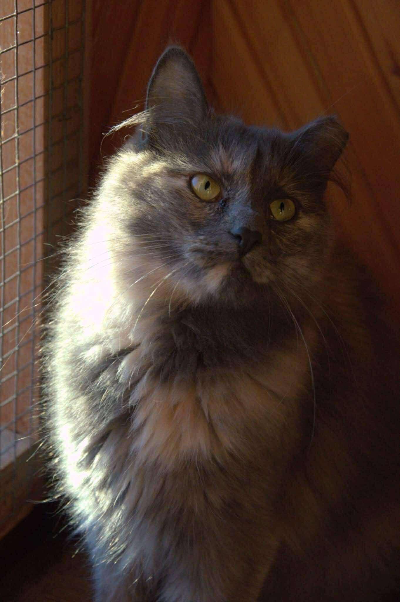 A gray long-haired cat is sitting in front of a wooden wall and looking into the middle distance