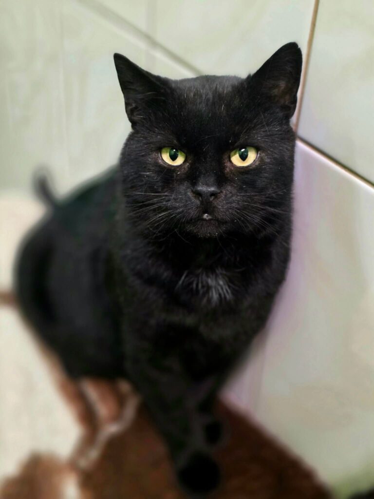 A black cat is sitting on a ledge. He has yellow eyes