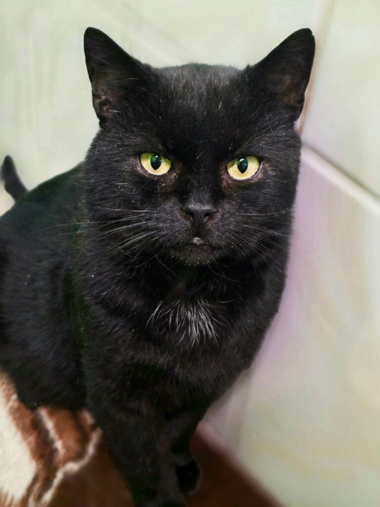 A black cat is sitting on a ledge. He has yellow eyes