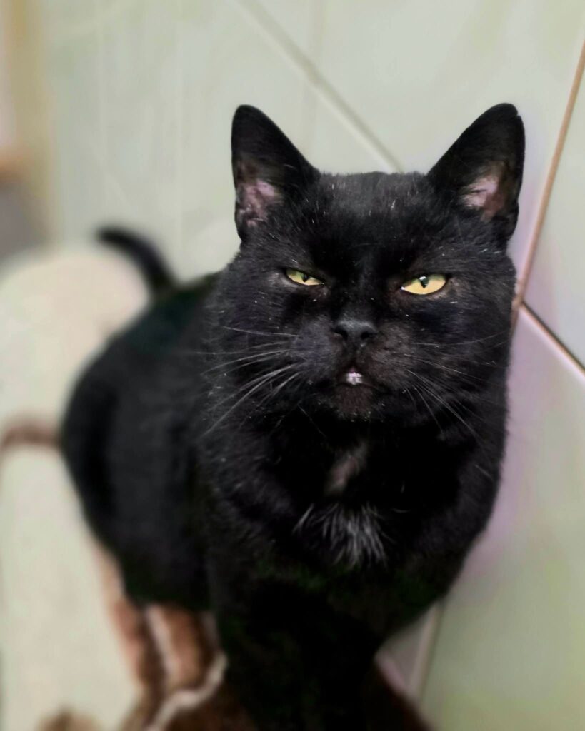 A black cat is sitting on a ledge. One of his eyes is closed