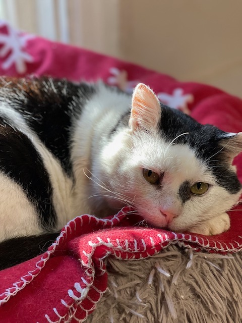 An old black and white cat is curled up in a red snowflake blanket in the sun