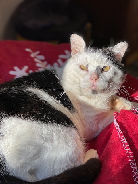An old black and white cat is curled up in a red snowflake blanket in the sun