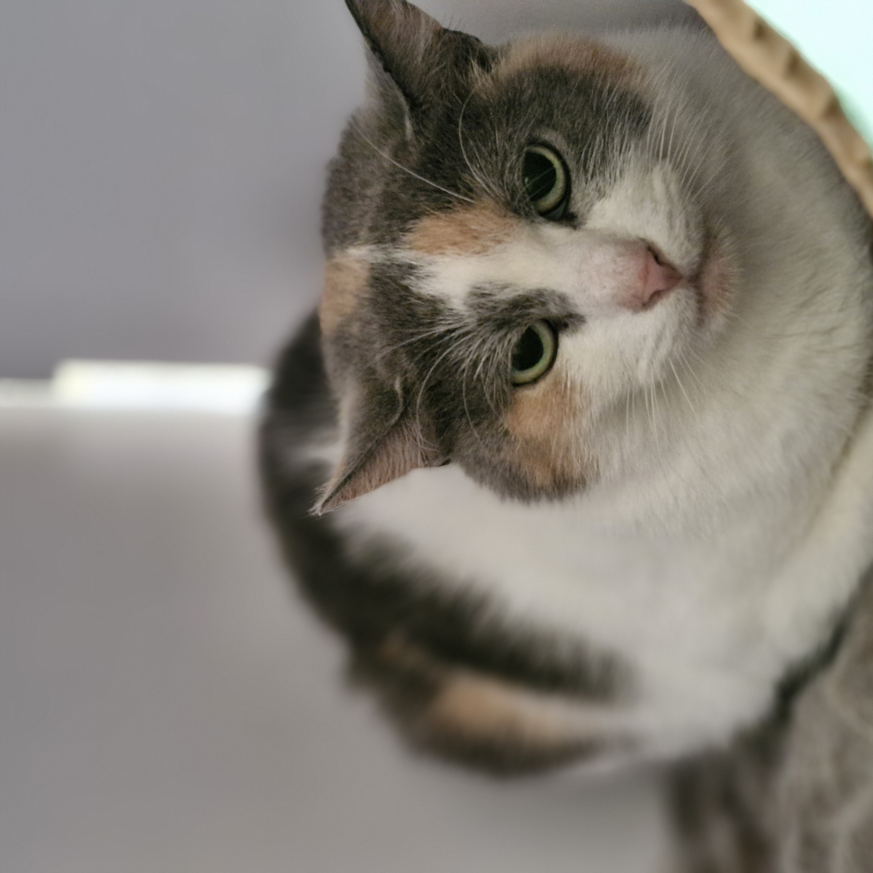 A tricolor cat is sitting on a blanket and has airplane ears