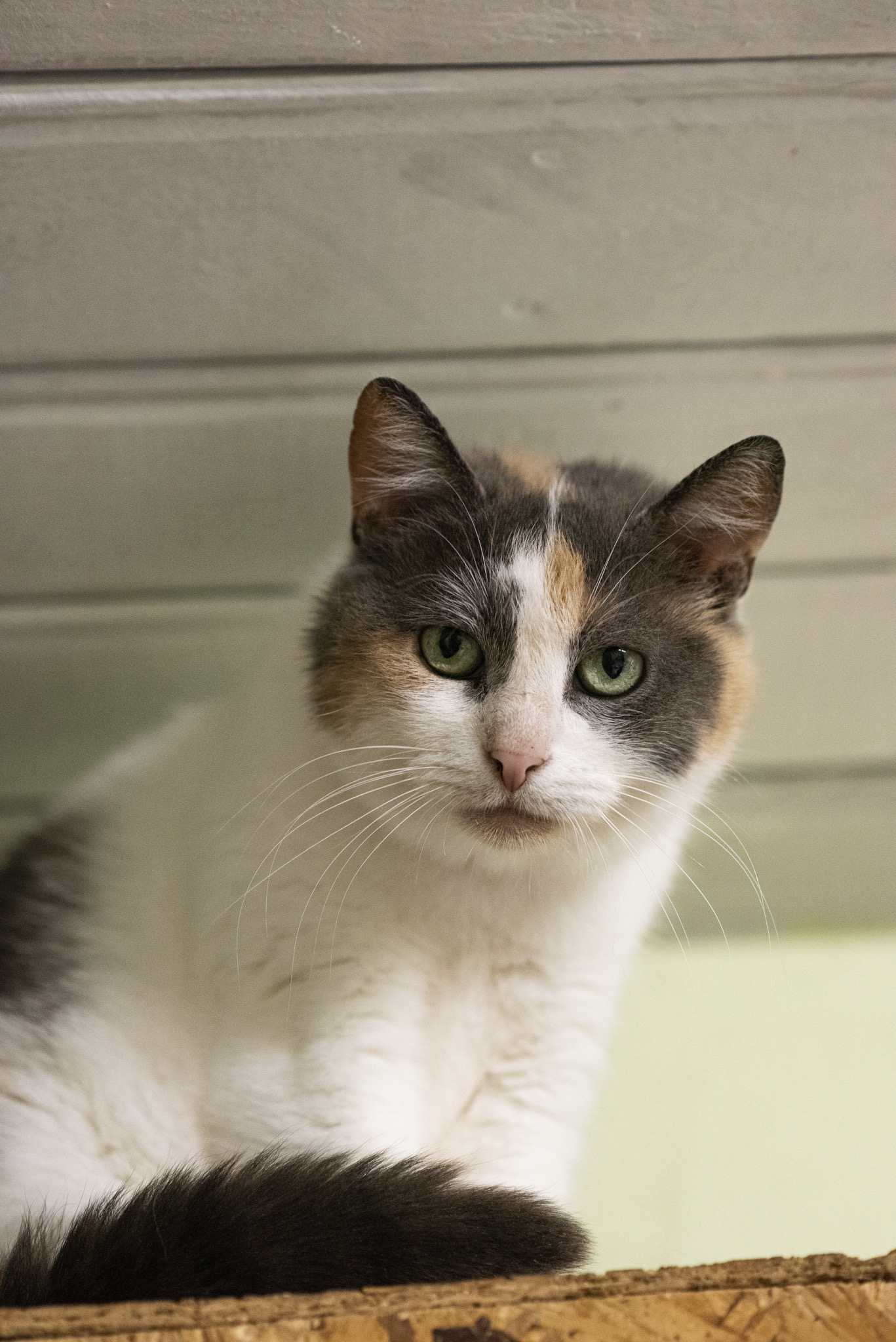 A tricolor cat is sitting on a ledge and looking at the camera