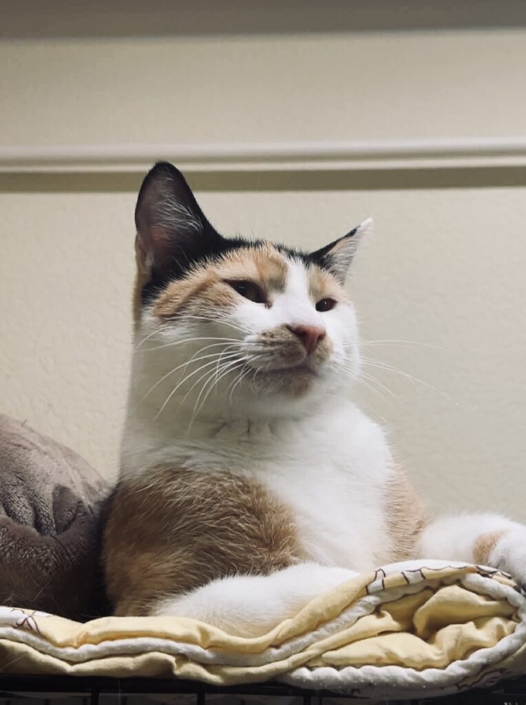 A young calico cat is lounging on top of a cage with her paws sticking out in front of her