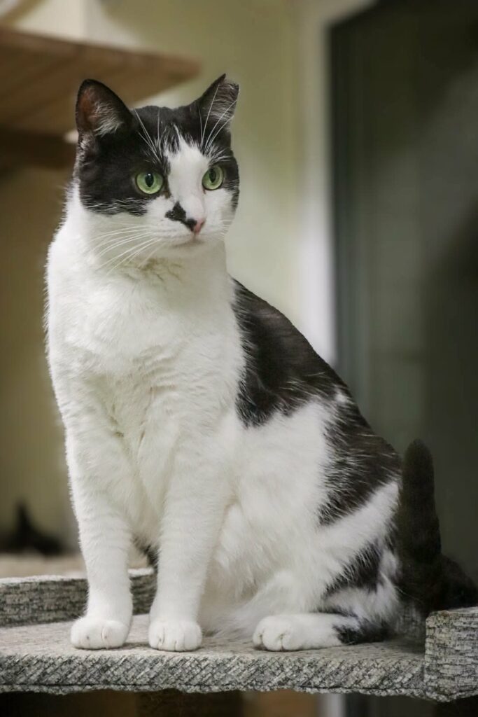 A black and white cat is sitting on a cat tree and staring at something. He has a spot next to his nose