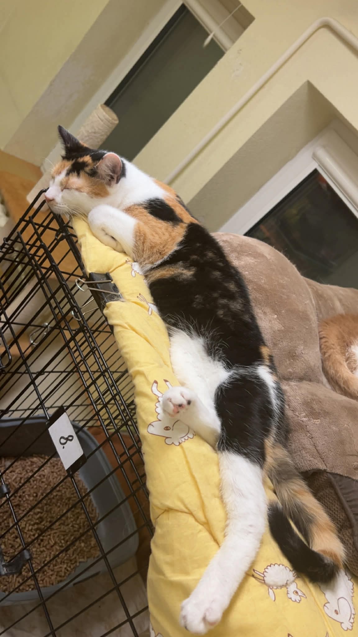 A young calico cat is sleeping on top of a cage. She is stretched out