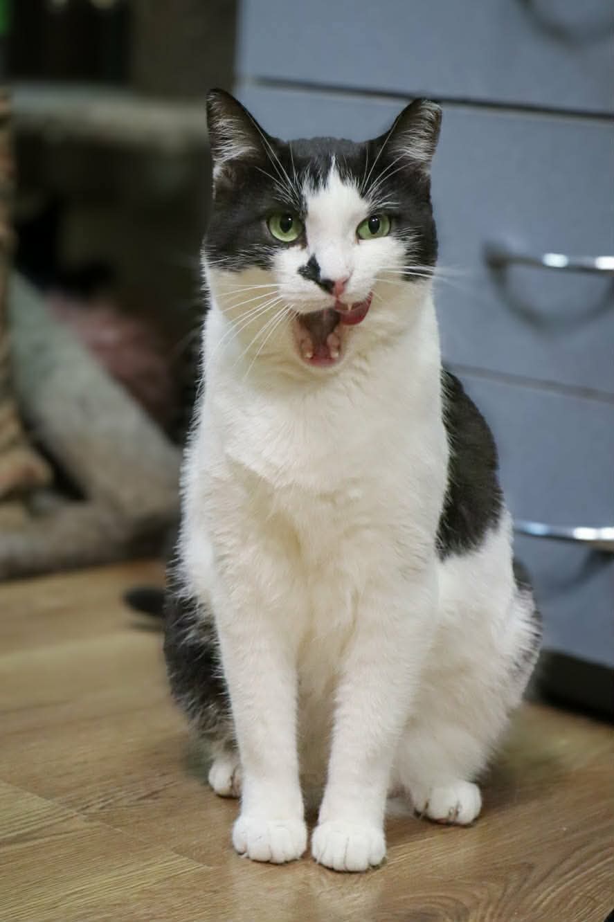 A black and white cat is licking his lips