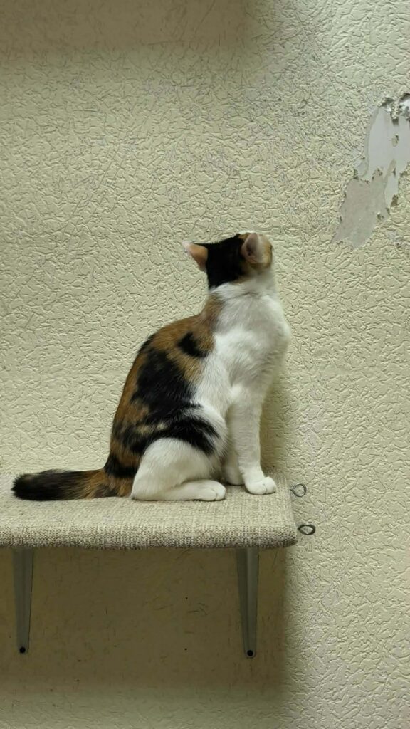 A tortoiseshell cat is standing on a shelf