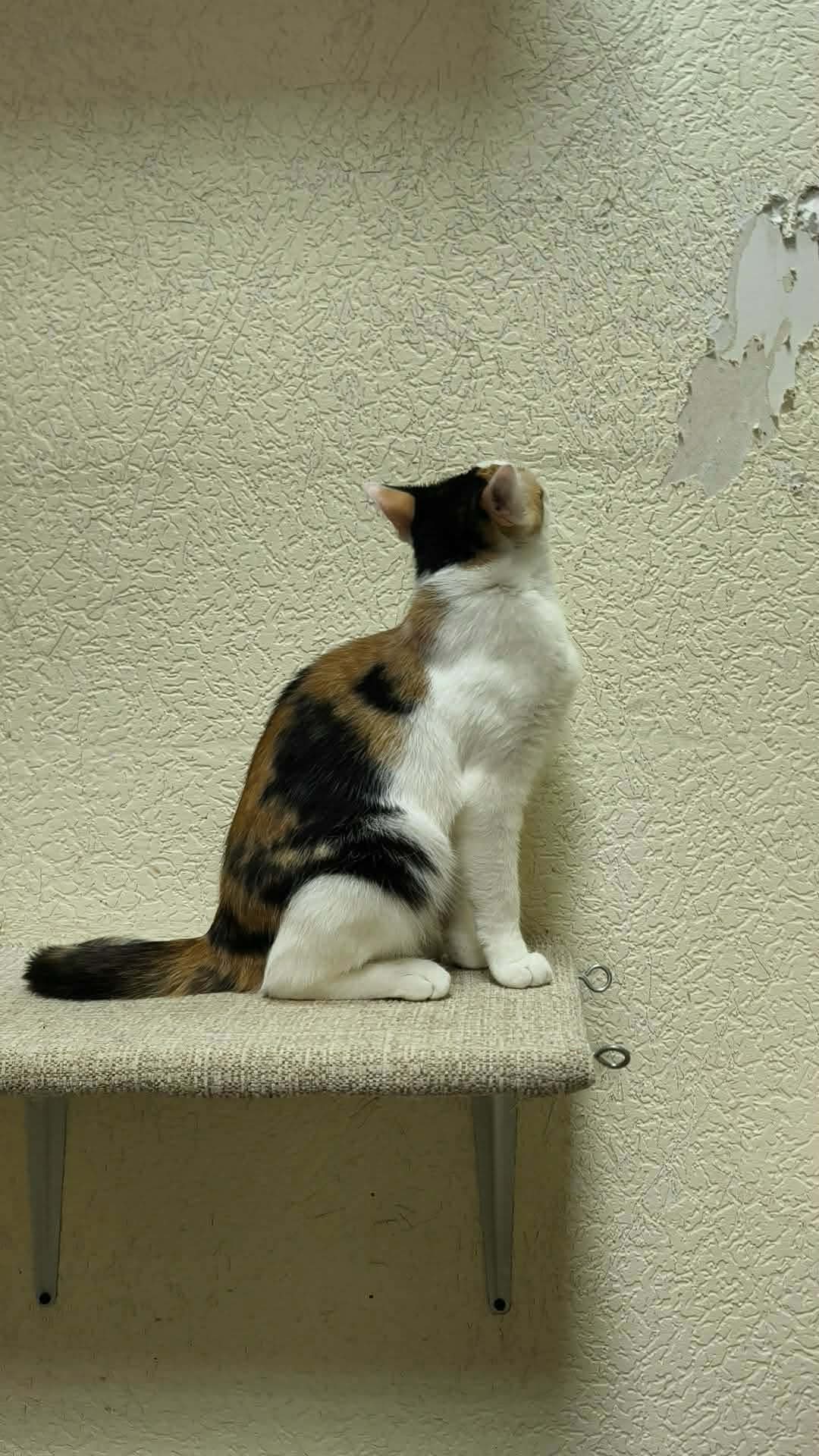 A tortoiseshell cat is standing on a shelf