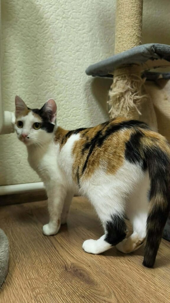 A tortoiseshell cat is standing near a cat tree and looking at the camera