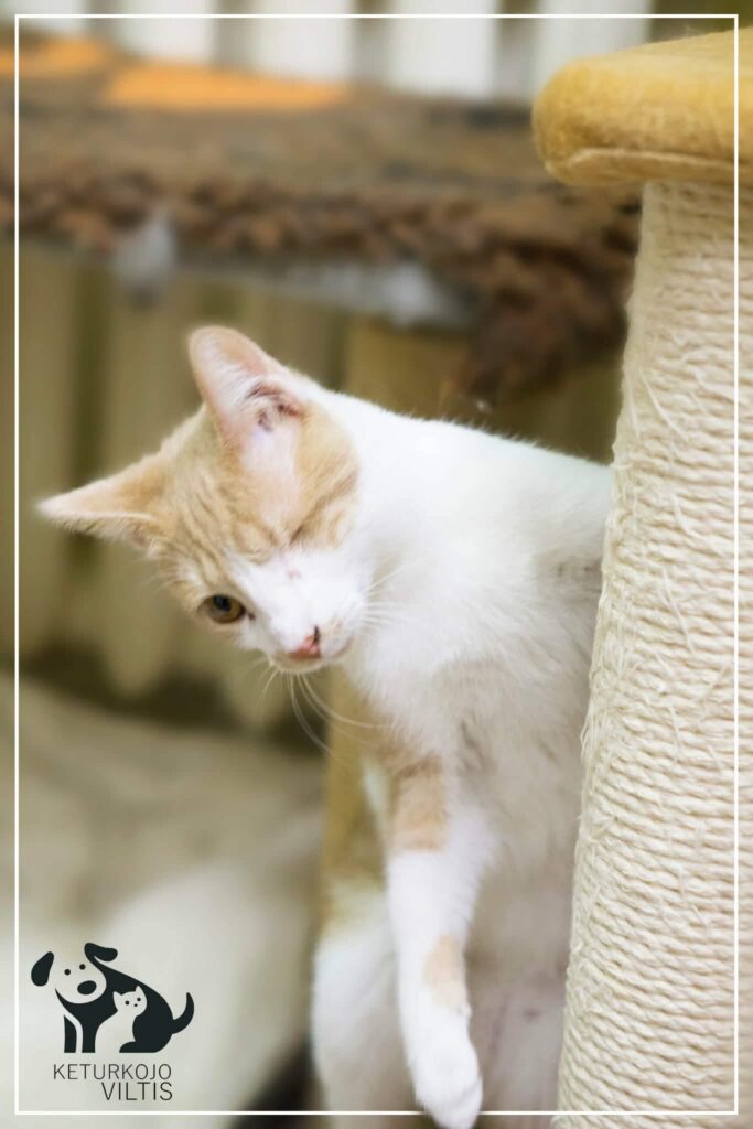 A one-eyed orange and white cat is scratching a cat tree