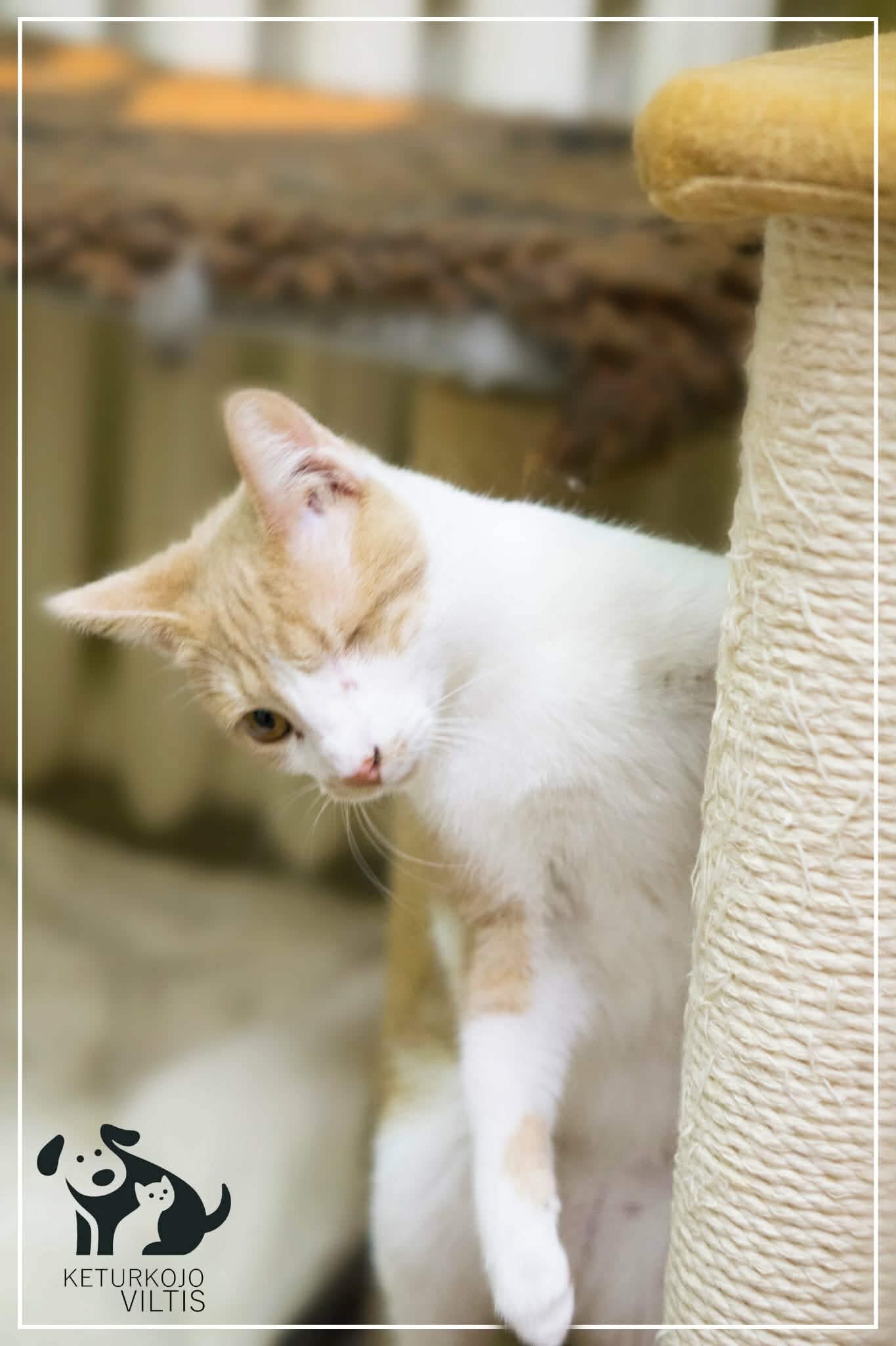 A one-eyed orange and white cat is scratching a cat tree