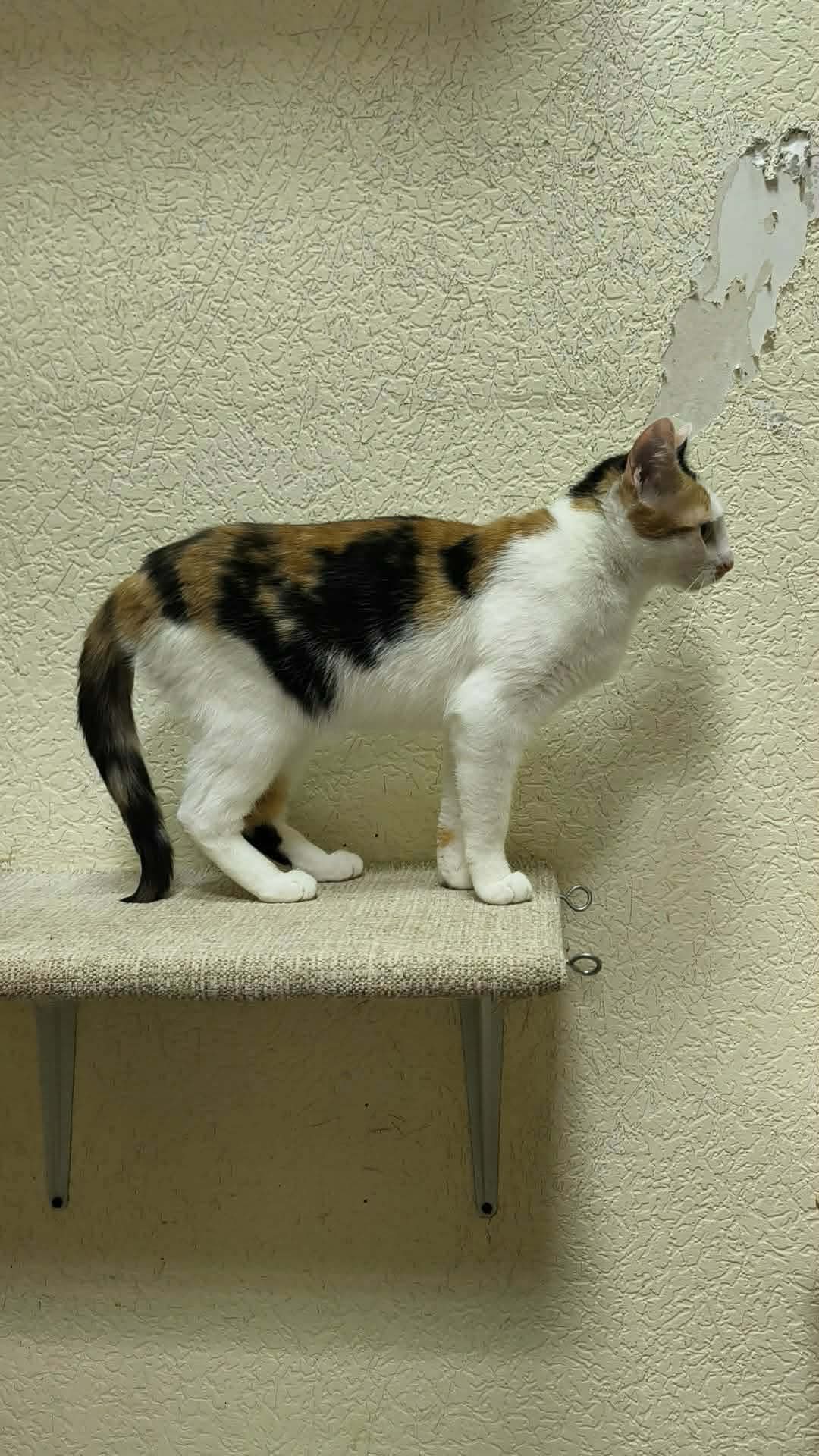 A tortoiseshell cat is standing on a shelf