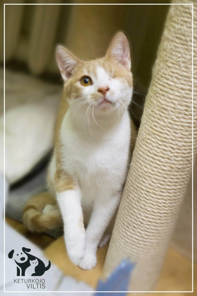 A one-eyed orange and white cat is sitting next to a cat tree with one paw raised