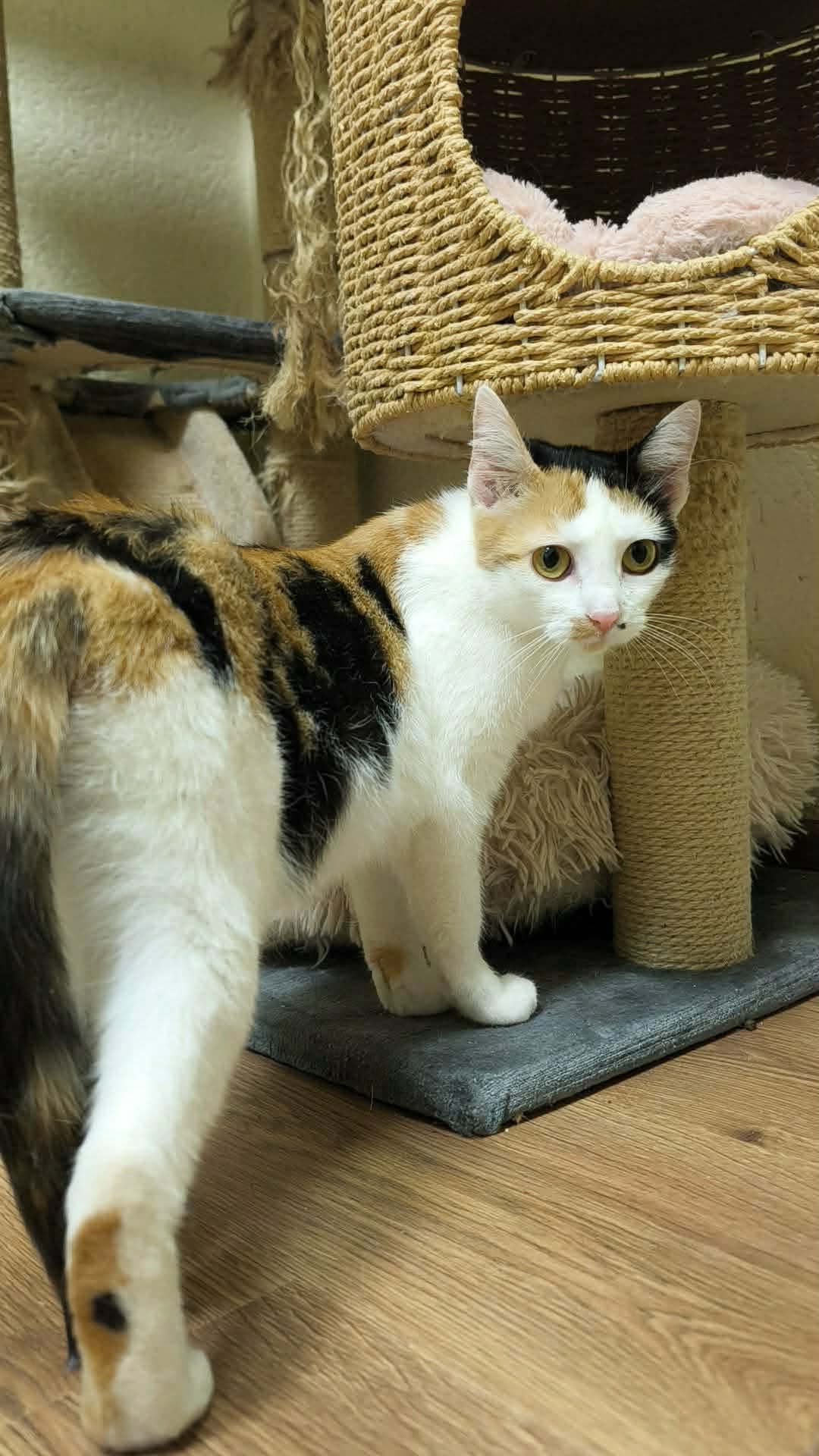 A tortoiseshell cat is standing under a cat tree and looking at the camera