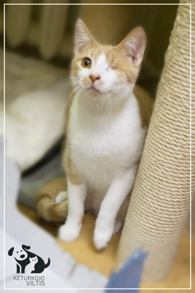 A one-eyed orange and white cat is sitting next to a cat tree and holding one paw up