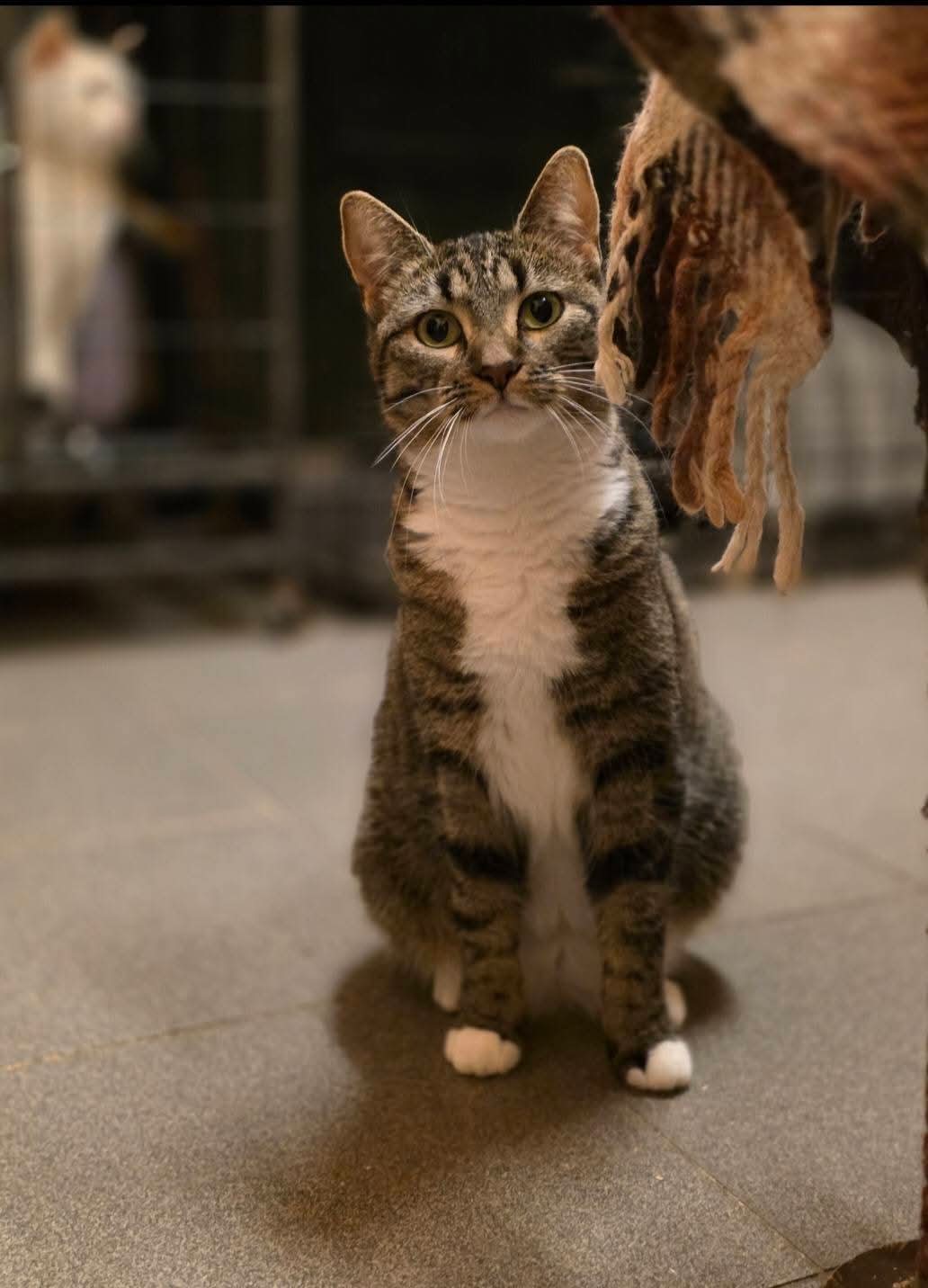 A gray striped tabby cat with a white chest and white paws is sitting on a floor