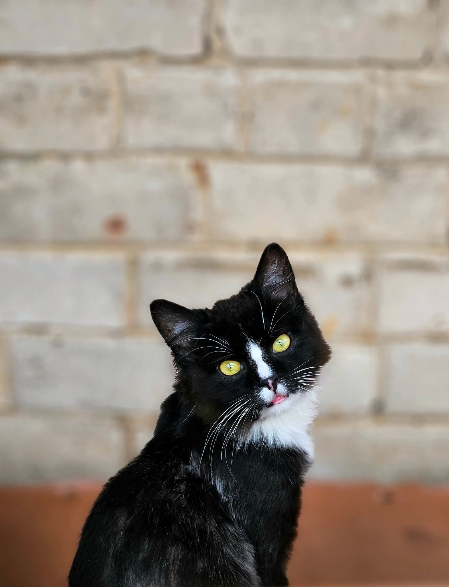 A young tuxedo cat is sitting on the ground and looking at the camera. He is majestic
