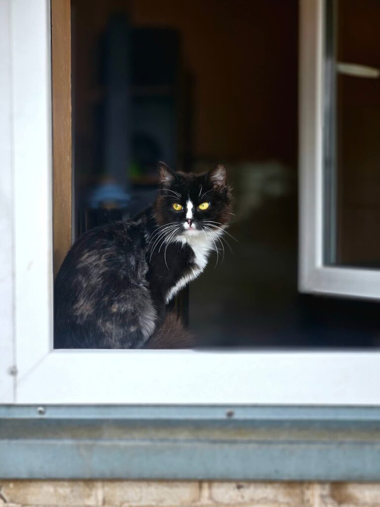 A young tuxedo cat is sitting in a window frame and looking outside. He is majestic