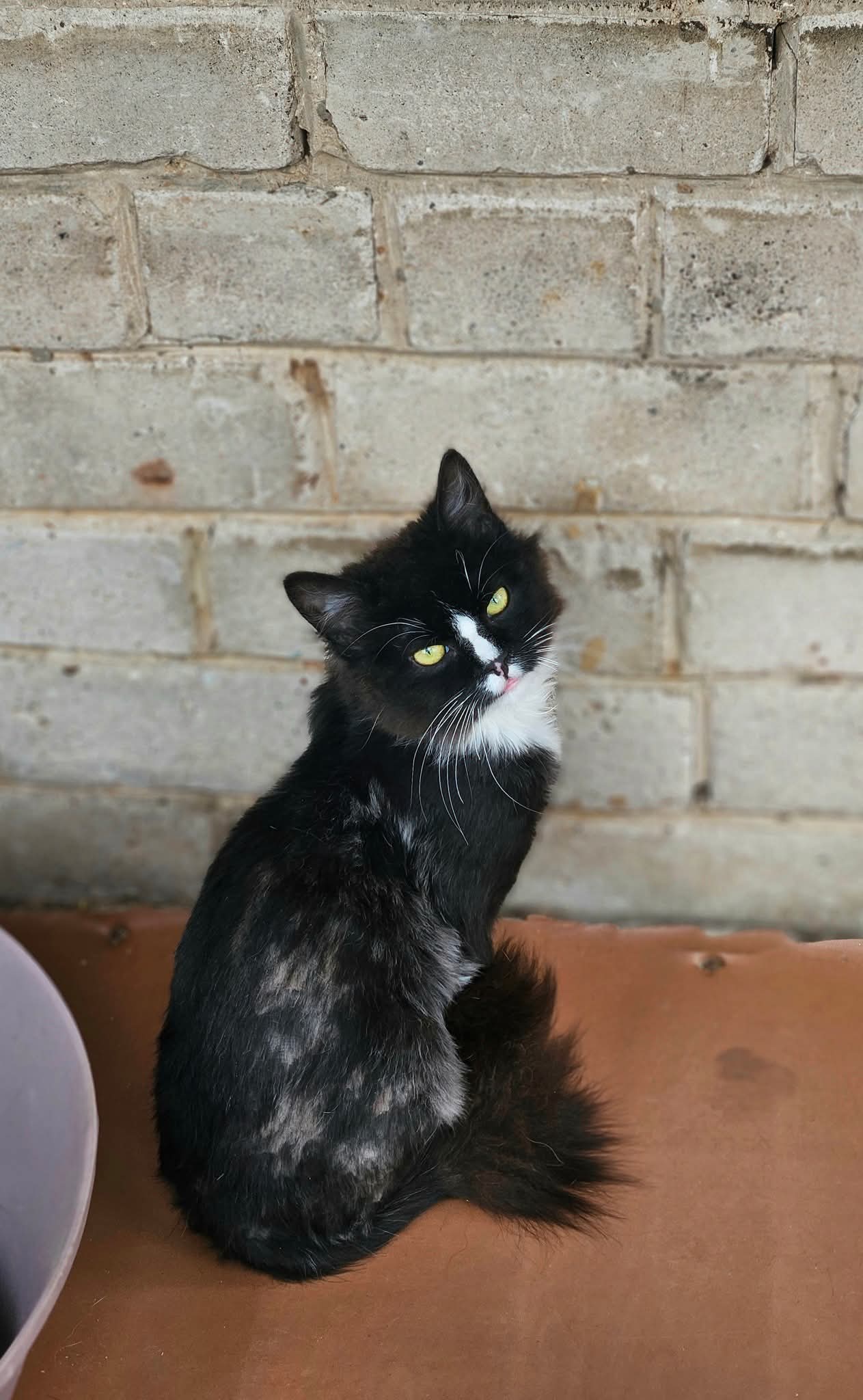 A young tuxedo cat is sitting on the ground and looking at the camera. He is majestic