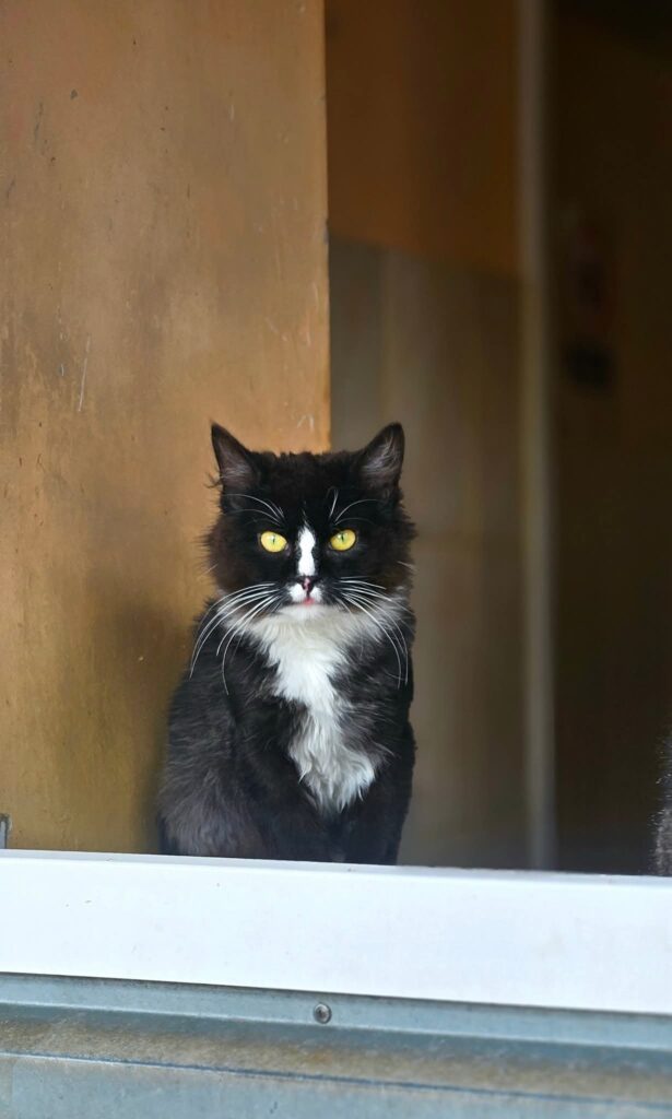 A young tuxedo cat is sitting in a window frame and looking outside. He is majestic