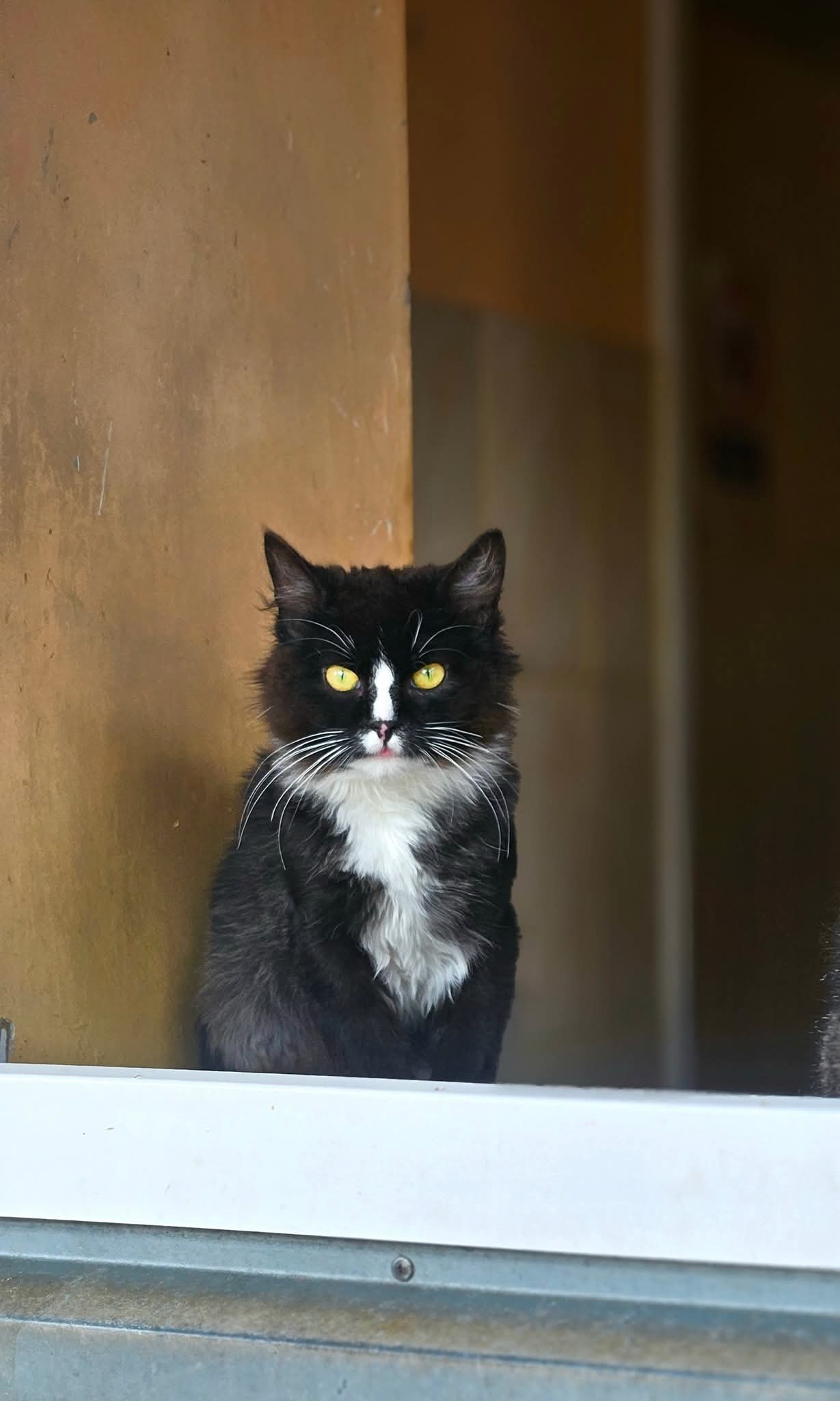 A young tuxedo cat is sitting in a window frame and looking outside. He is majestic