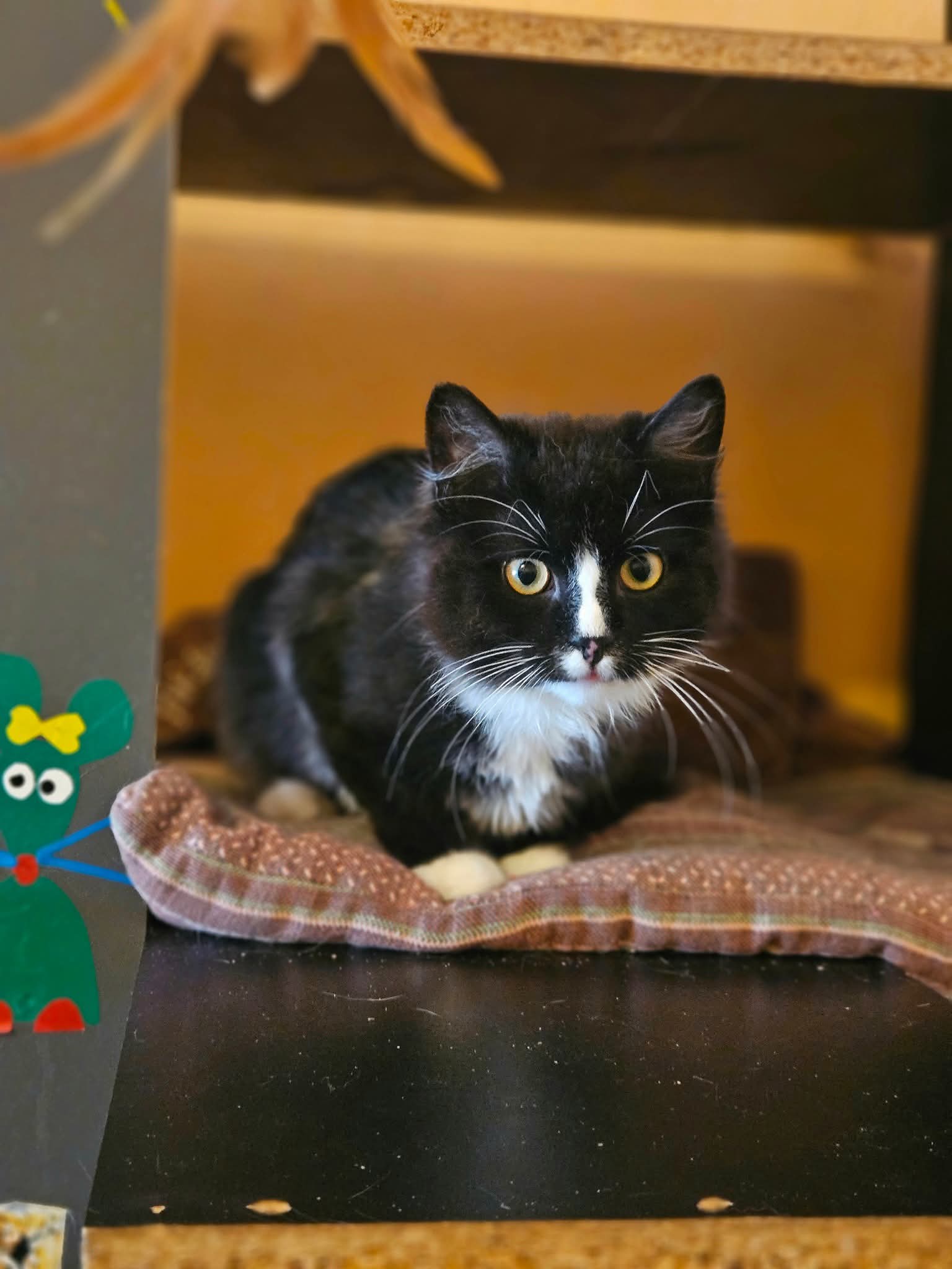 A young tuxedo cat is sitting in a cubby