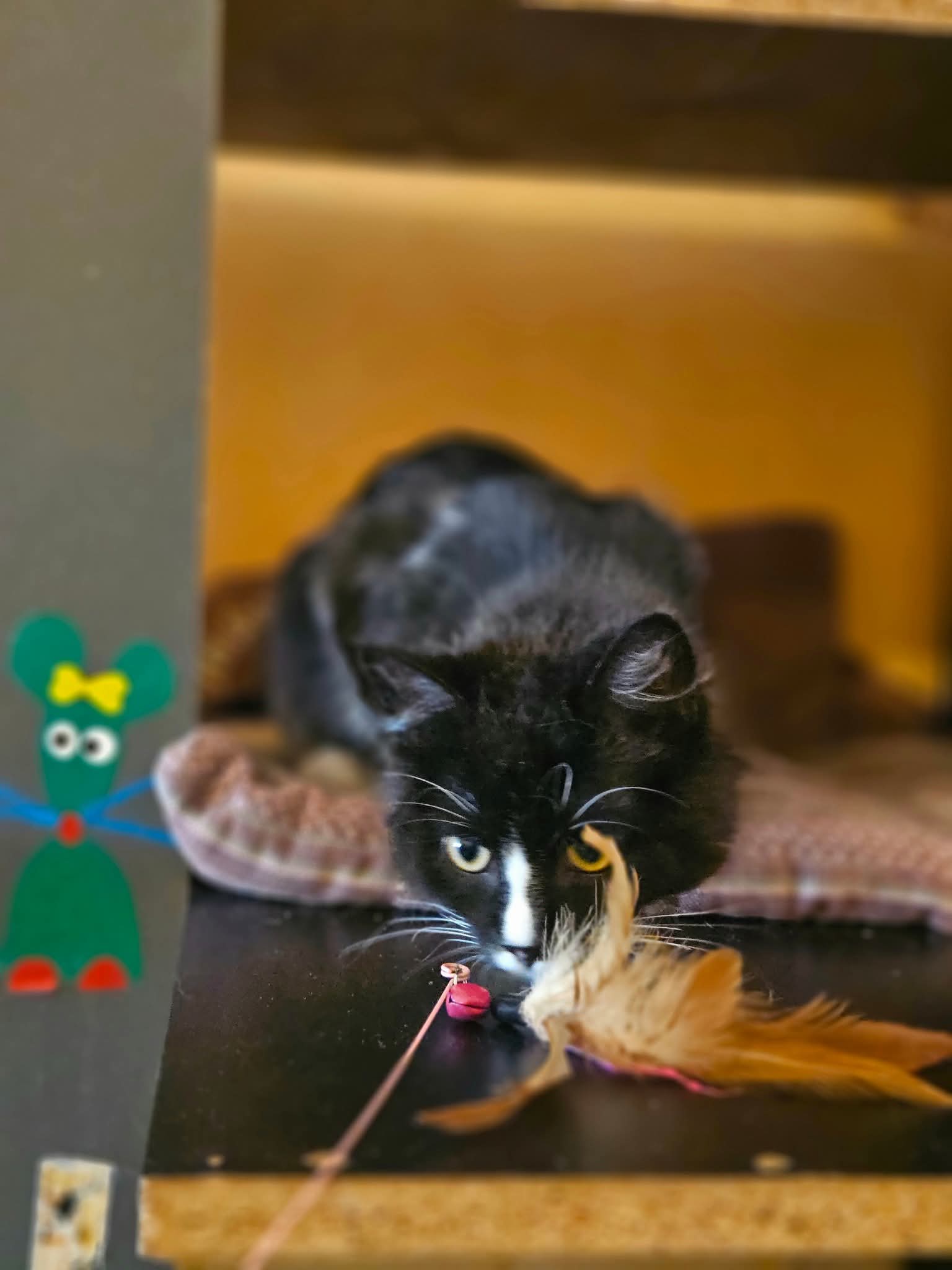 A young tuxedo cat is sitting on a blanket on a shelf and smelling a feather toy