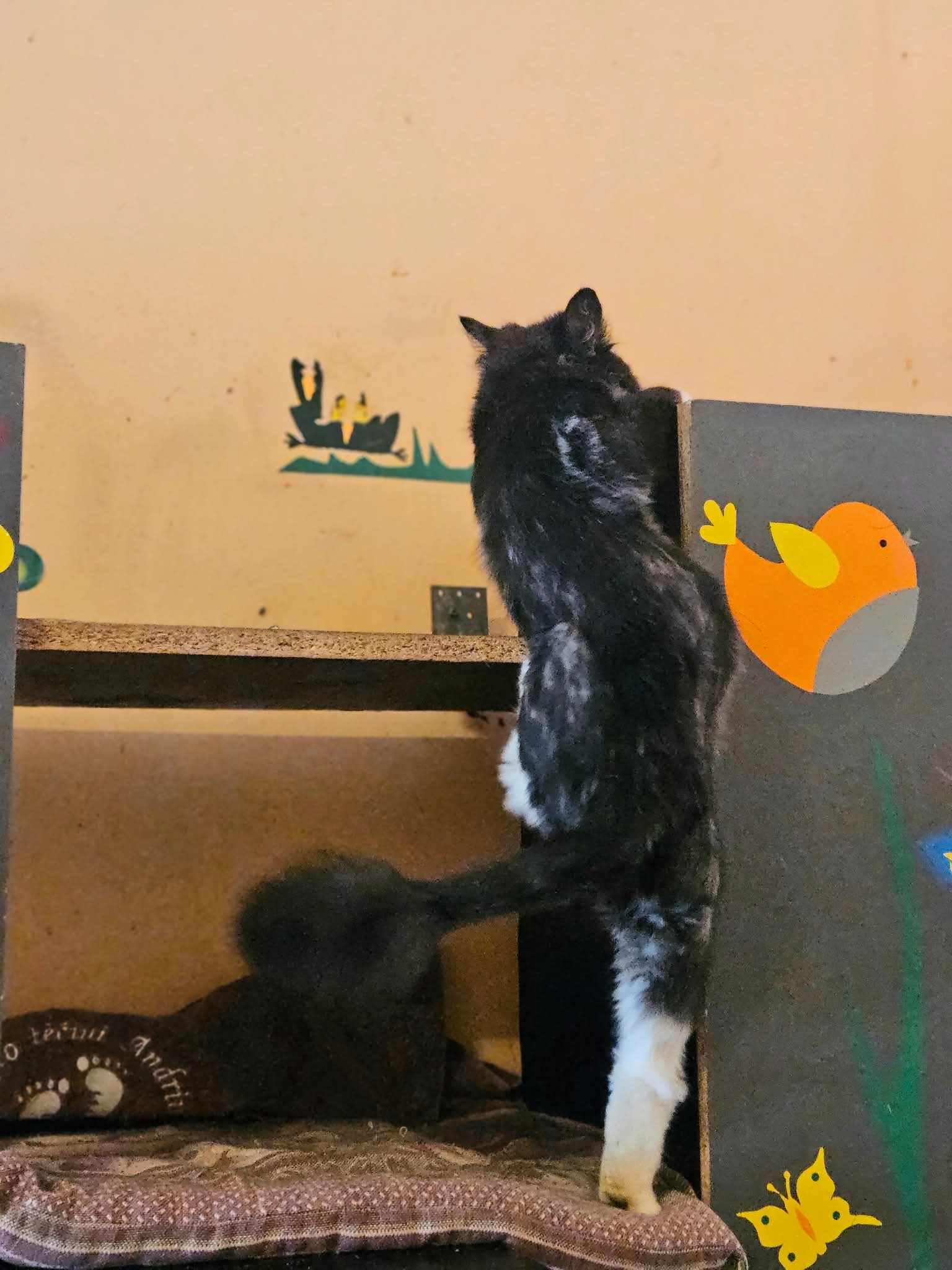 A young tuxedo cat just had his hair cut and he is climbing up a shelf