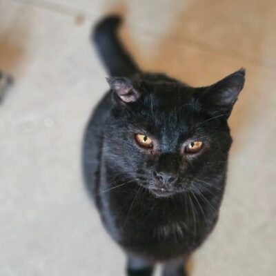 A sleek black cat with amber eyes is ssitting on the floor and looking up at the camera