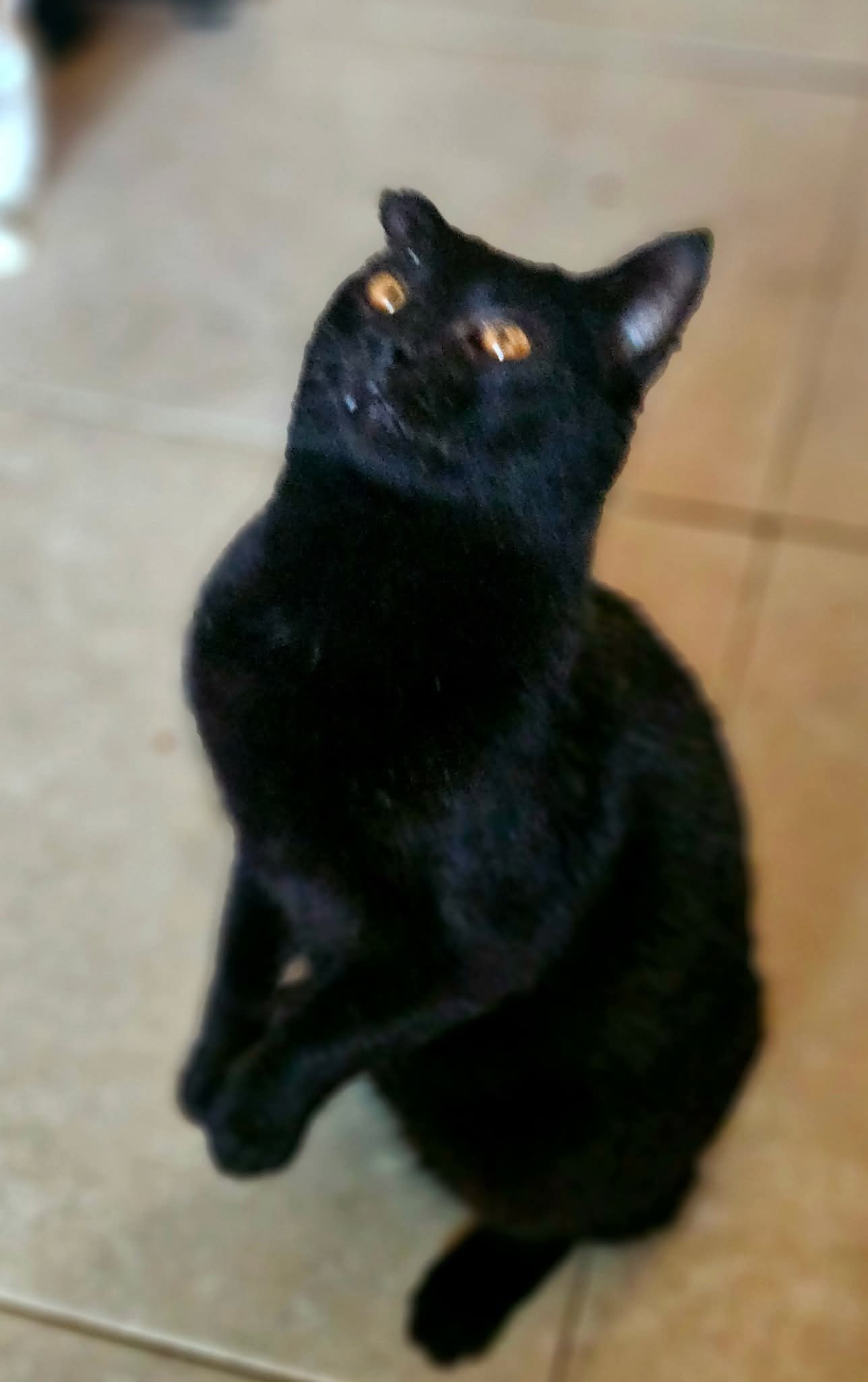 A sleek black cat with amber eyes is standing on two feet on the floor and trying to play with something off-camera