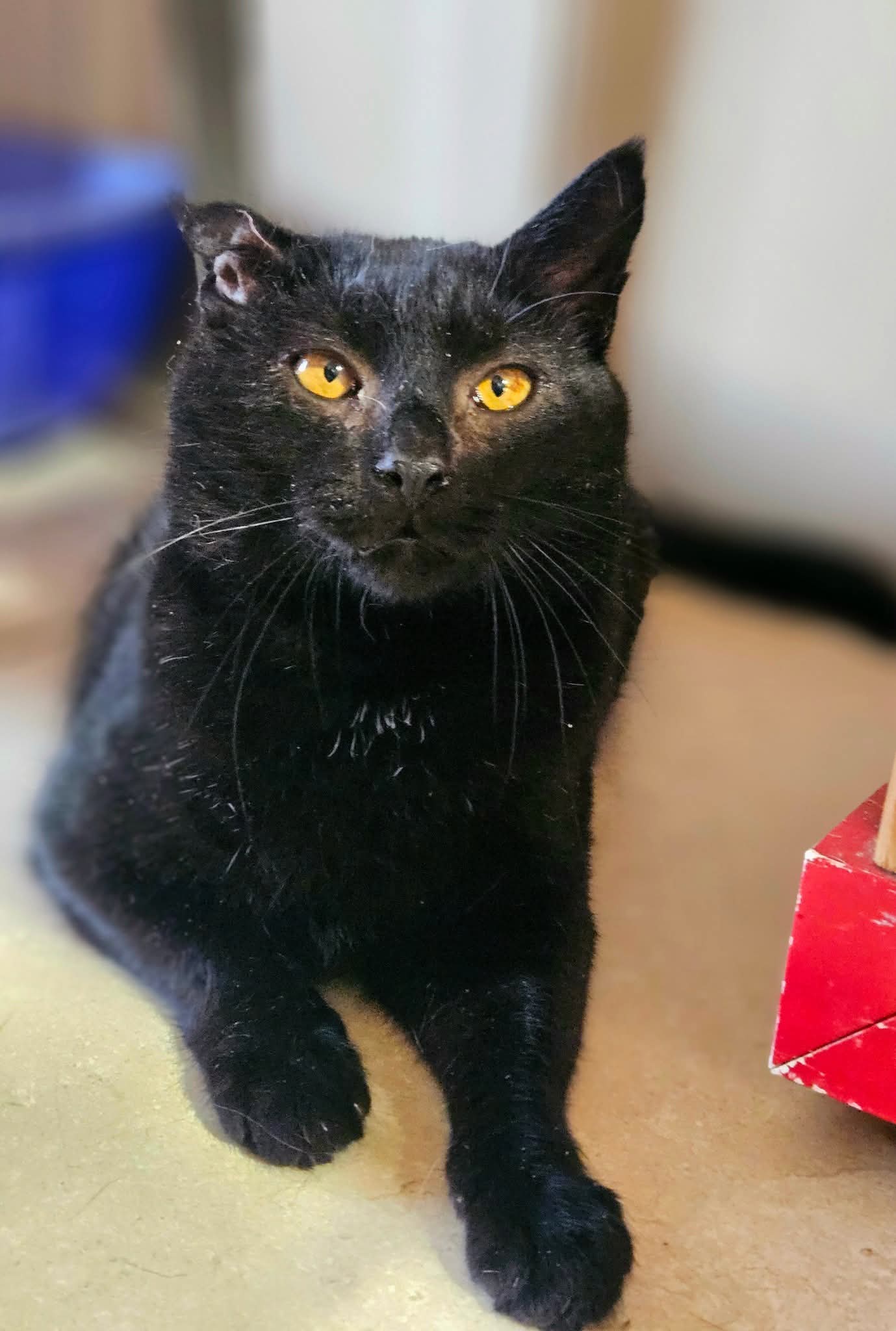A sleek black cat is laying on the floor